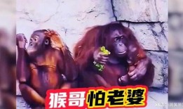 猴哥老婆爆料视频大全集,揭秘娱乐圈背后的惊人真相